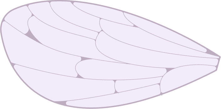 Butterfly Top Left