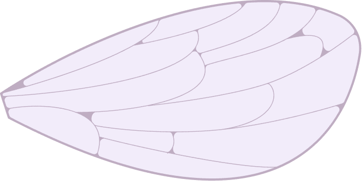 Butterfly Top Right
